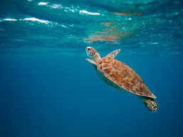 Under water creature - sustainability